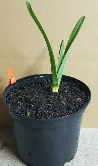 Ail d'ornement 'Ampeloprasum'