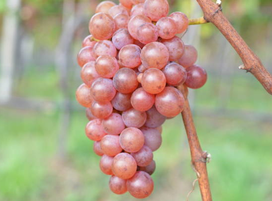 Vigne 'Vign'happy'