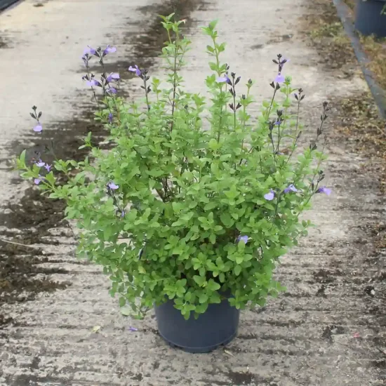 Sauge de graham 'So cool pale blue' (Salvia microphylla) — arbuste compact vert avec petites fleurs violettes en pot · Pot 7.5L