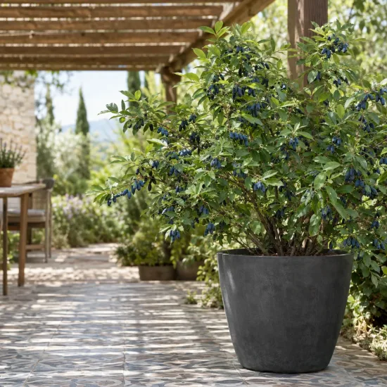 Baie de mai 'Wojtek' (Lonicera kamtschatica) — grand arbuste fruitier en pot sur terrasse
