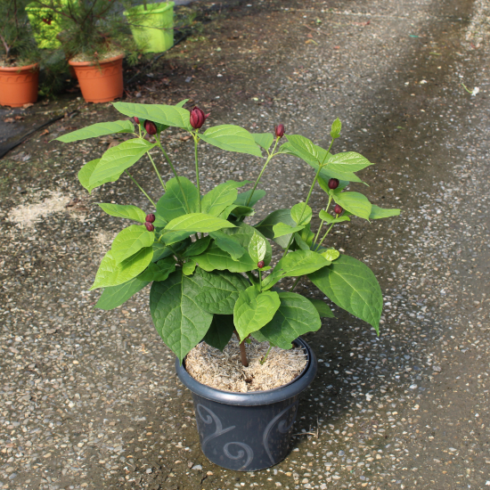 CALYCANTHUS raulstonii Hartlage wine