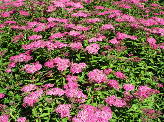 Spirée à floraison rouge 'Anthony waterer'