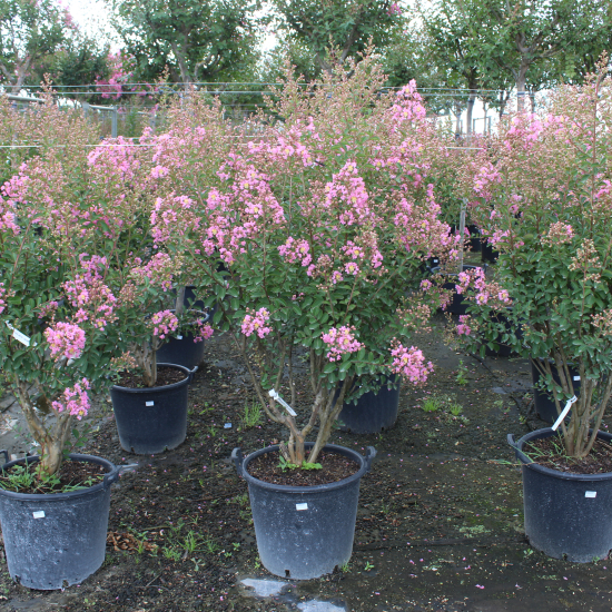 Lilas des indes 'Monbazillac'