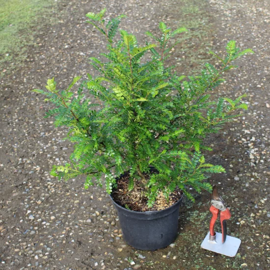 Poivre du sichuan (Zanthoxylum beecheyanum) — jeune arbuste en pot noir avec outils · Pot 4L