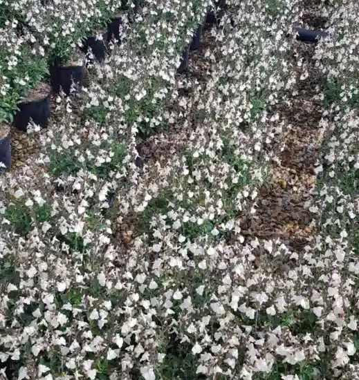 Sauge gregii 'Mirage cream'