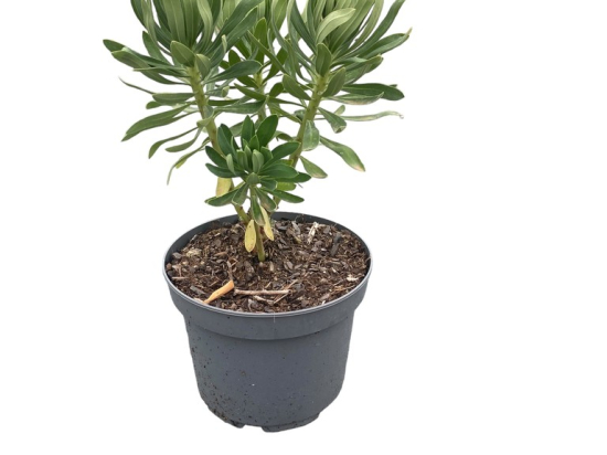 Euphorbia characias 'wulfenii'
