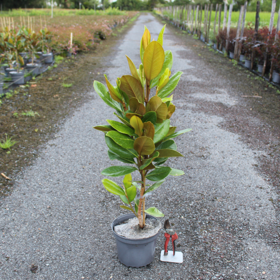 Magnolia à grandes fleurs 'Francois treyve'