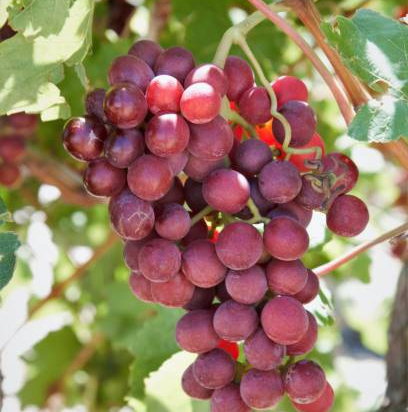Vigne 'De table cardinal'