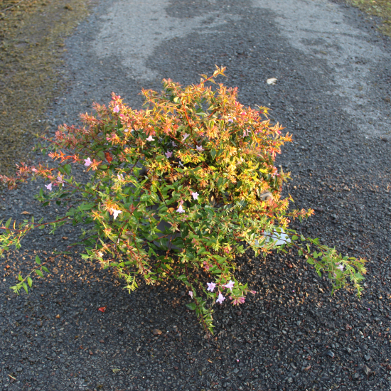 Abélia 'Edward goucher'