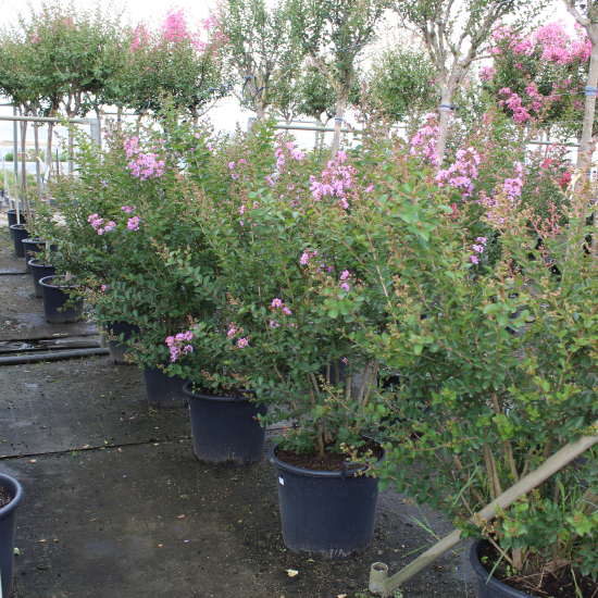 Lilas des indes 'Souvenir d'hubert puard'