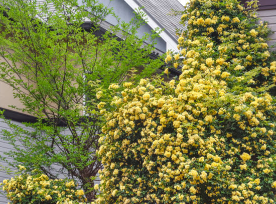 Rosier Banksiae. 'lutea'