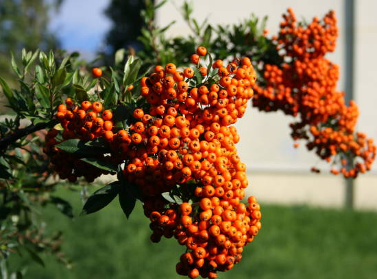 Buisson-ardent 'Orange cadange'