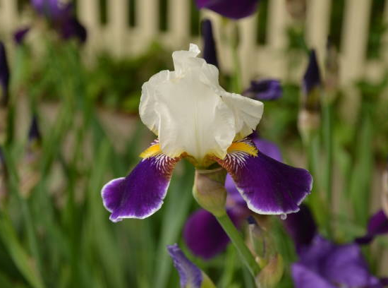 Iris d'allemagne 'Wabash violet'