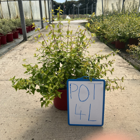 Abélia 'Kaleidoscope'