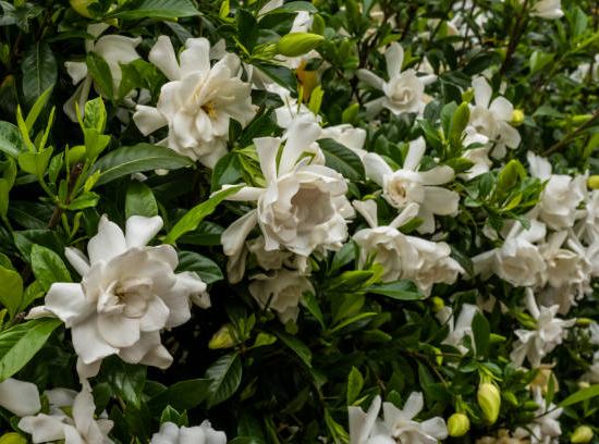 Tiaré 'Double diamonds'