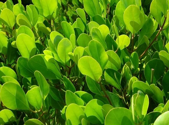 Griselinie du littoral 'Green horizon'