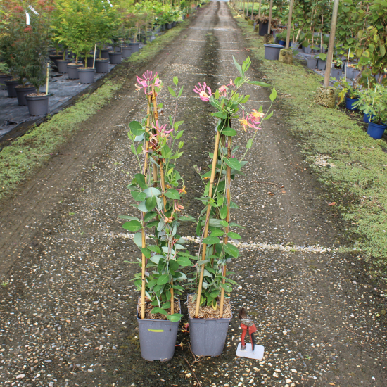 Chèvrefeuille grimpant 'Gold flame'