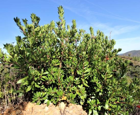 Arbousier, Arbre aux fraises Mercurius