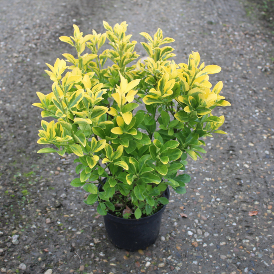 Fusain du japon 'Aureomarginatus'