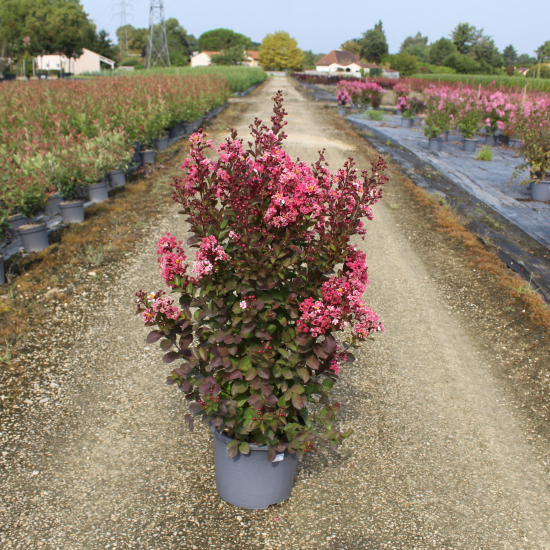 Lilas des indes 'Berlingot menthe'