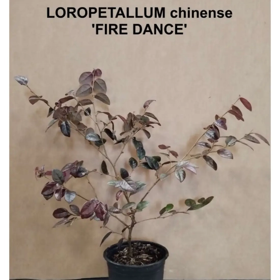 Loropétale de Chine  'Fire Dance'