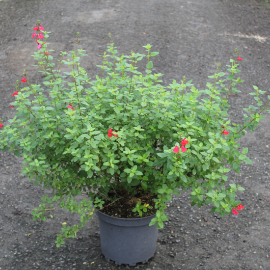 Sauge de graham 'Grahamii'