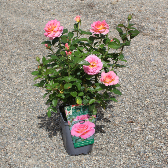 Rosier 'Pink paradise '