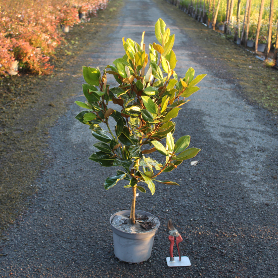 Magnolia 'Little gem'