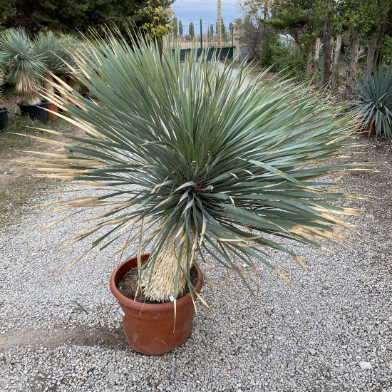 Yucca Rostrata