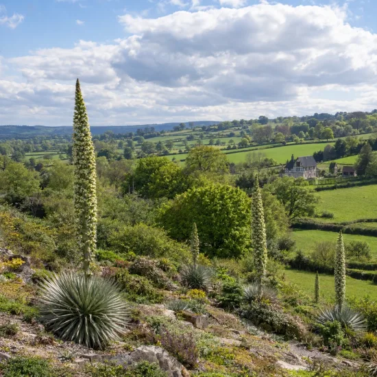 Broméliacée des andes (Puya raimondii) — grands épis floraux dressés sur pente rocheuse · Photo d'illustration