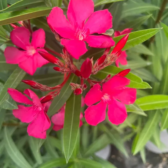 Laurier rose 'Rosanie' (Nerium oleander) — grappes de fleurs rose vif parmi un feuillage lancéolé