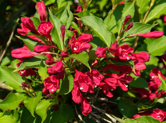 Weigelia 'Summer red'