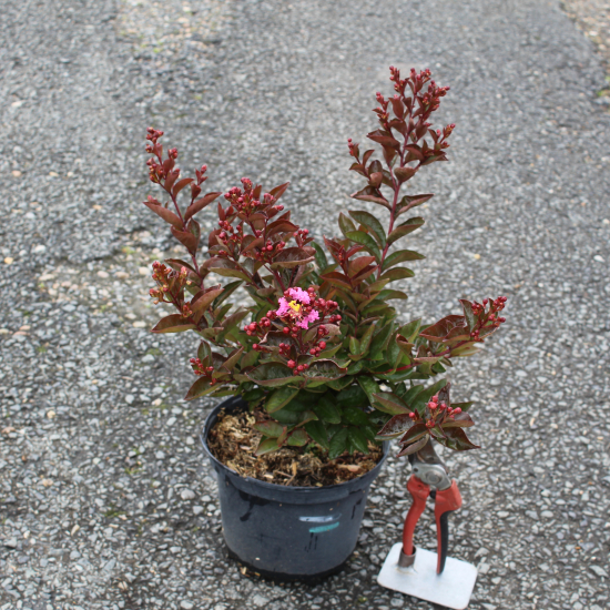 Lilas des indes 'Enduring pink'