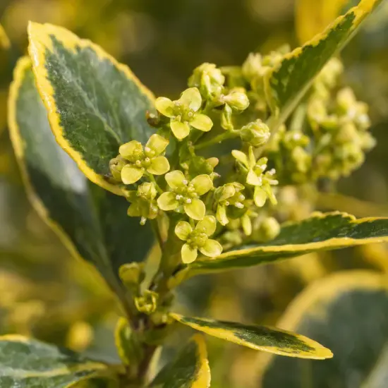 Fusain du japon 'Elegantissima aurea' (Euonymus japonicus) — feuillage panaché vert et jaune avec petites fleurs