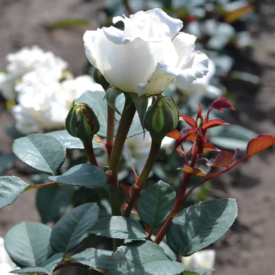 Rosier 'Lovely white voluptia'