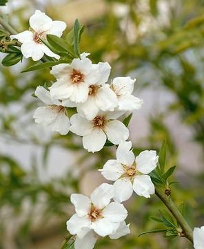 Amandier 'Garden prince'