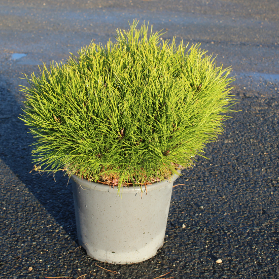 Pin noir 'Marie bregeon'