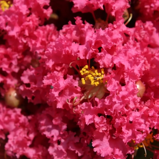 Lilas des indes 'Grand cru'