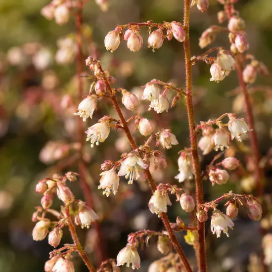 Heuchères 'Caffe expresso' (Heuchera) — grappes de petites fleurs en clochettes crème rosé · Photo d'illustration