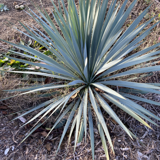 Yucca 'French flag'