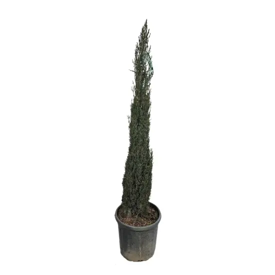 Cyprès d'italie 'Pyramidalis' (Cupressus sempervirens) — conifère élancé en pot plastique noir · Pot 10L