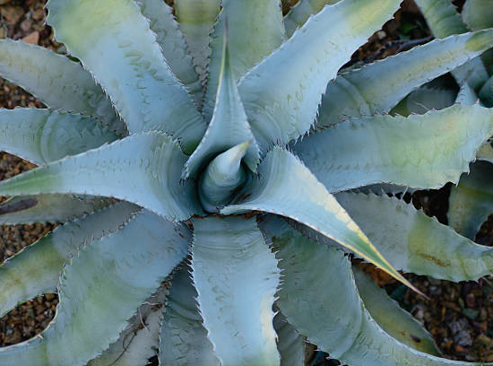 Mangave 'Silver fox'