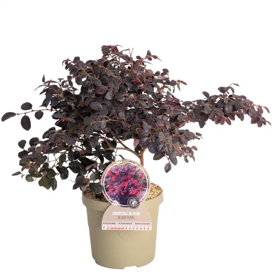 Loropétale de chine 'Black pearl'