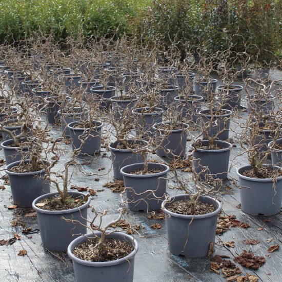 Noisetier 'Contorta'