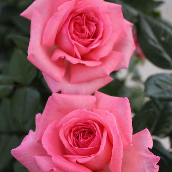 Rosier 'Fragonard '