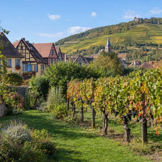 Cépage noir 'Gamay' (Vitis vinifera) — rangées de vignes chargées de grappes dans village · Photo d'illustration