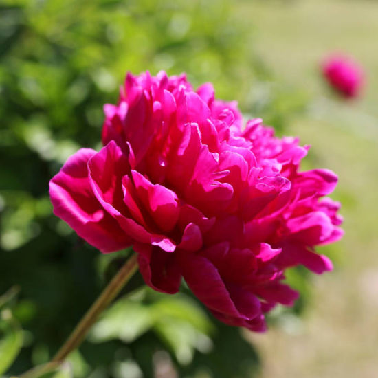 Pivoine 'Kansas rouge'