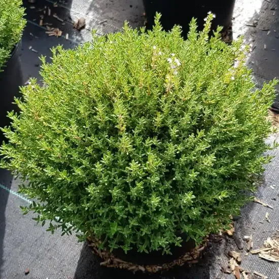 Thym 'Compactus' (Thymus vulgaris) — touffe dense de feuillage vert en pot noir · Pot 2.5L Touffe