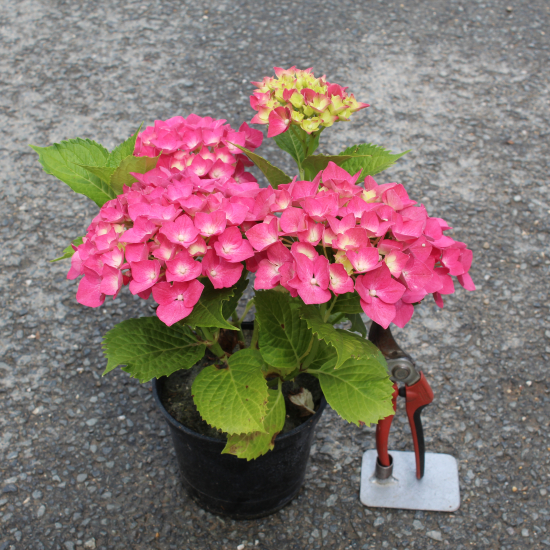 Hortensia 'Leuchtfeuer rouge'