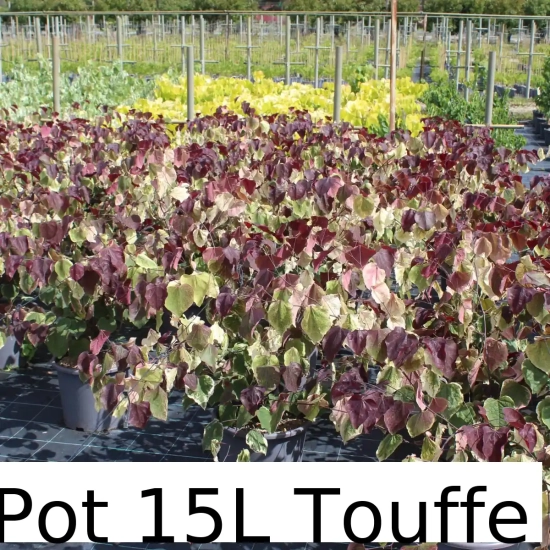 Gainier du Canada 'Carolina Sweetheart'